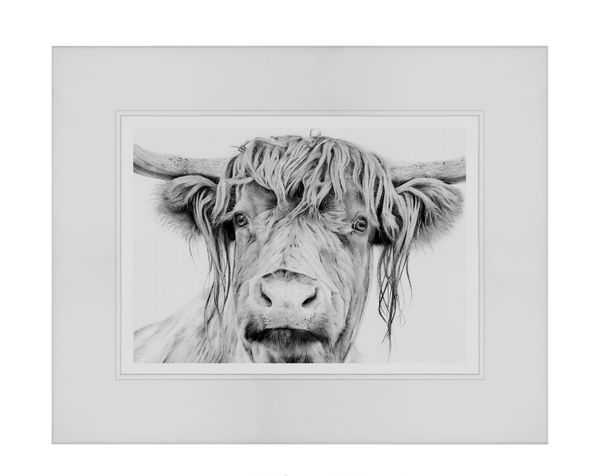 Angus Highland Cow Charcoal Print