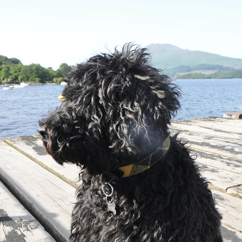 Dog Collar in MacLeod Tweed