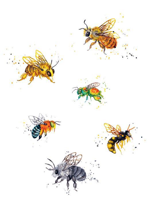 Little Book of Bees by Hilary Kearney