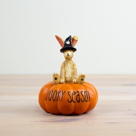 Witch Rabbit on Pumpkin