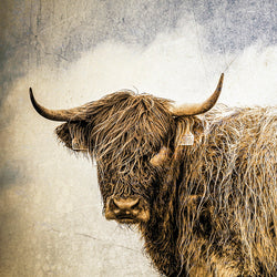 Coo II Print