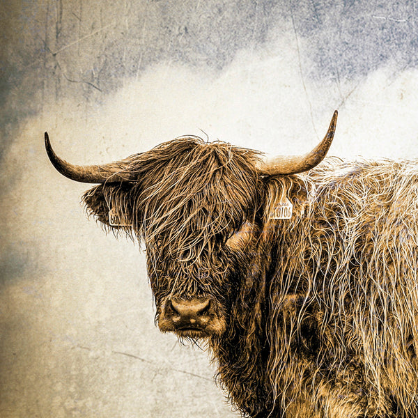 Coo II Print