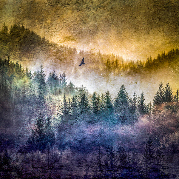 Forest Flight, Trossachs Print