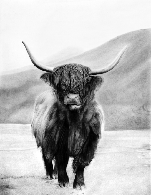 Doogal Highland Cow Charcoal Print