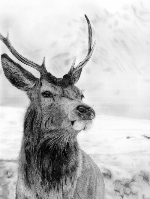 Etive Stag Charcoal Print