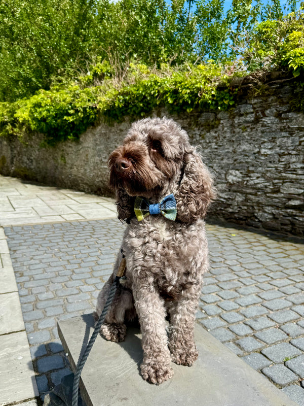 Doggy Bow Tie in Ancient Colquhoun Tweed