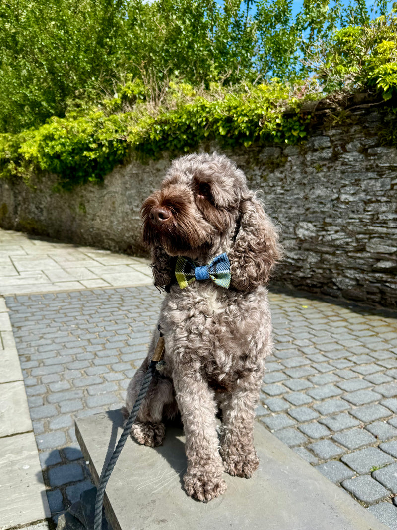 Doggy Bow Tie in Ancient Colquhoun Tweed