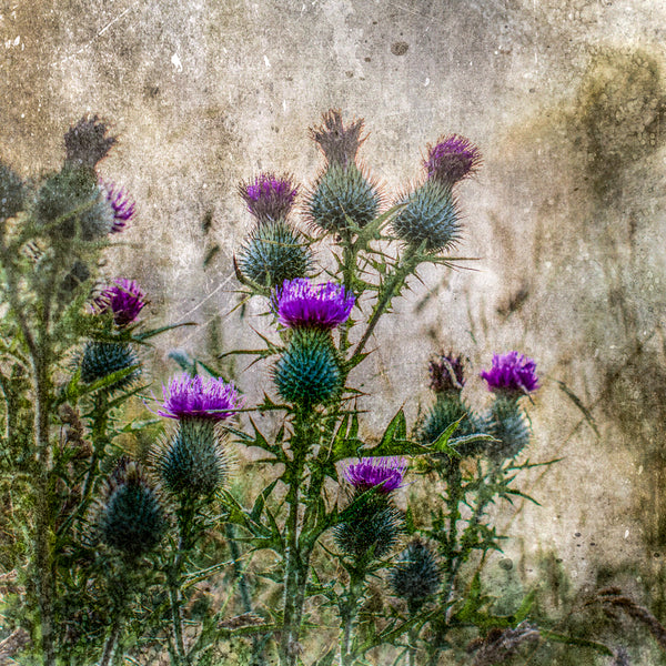 Thistle Print