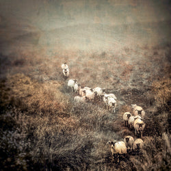 Downhill Sheep Print