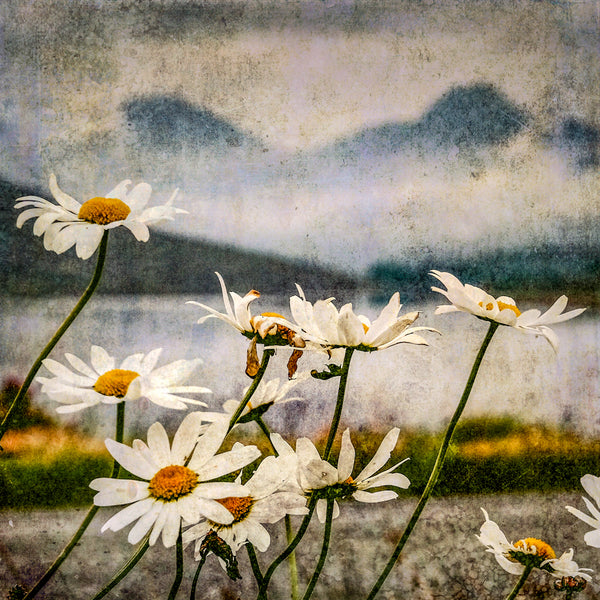 Loch Arklet Daisies Print
