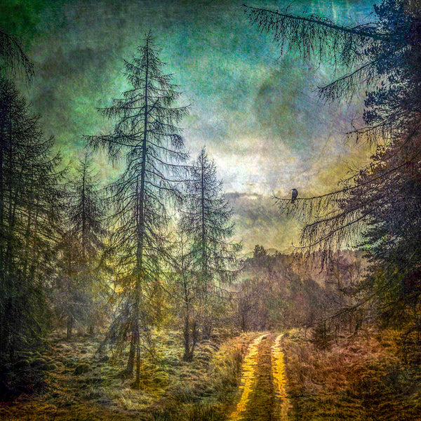 Loch Laggan Path Print