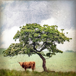 Carron Coo Print