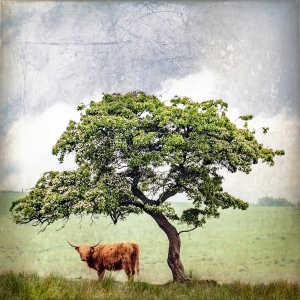 Carron Coo Print