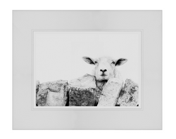 Peggy the Sheep Charcoal Print