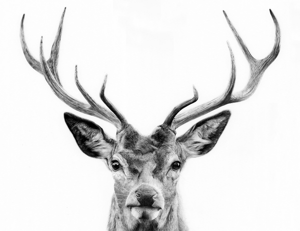 Rannoch Stag Charcoal Print