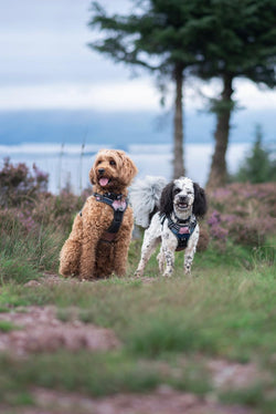 Loch Lomond Dog Harness