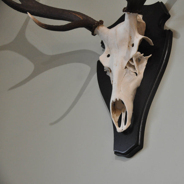 Large Mounted Scottish Stag Antlers