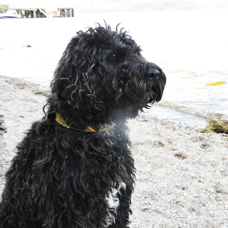 Dog Collar in MacLeod Tweed