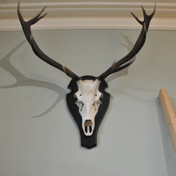 Large Mounted Scottish Stag Antlers