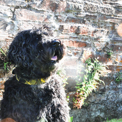 Dog Collar in MacLeod Tweed