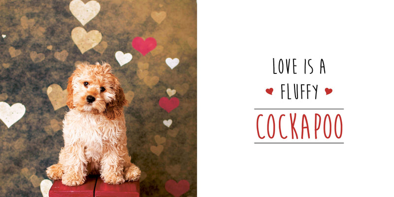 Love is a Cockapoo