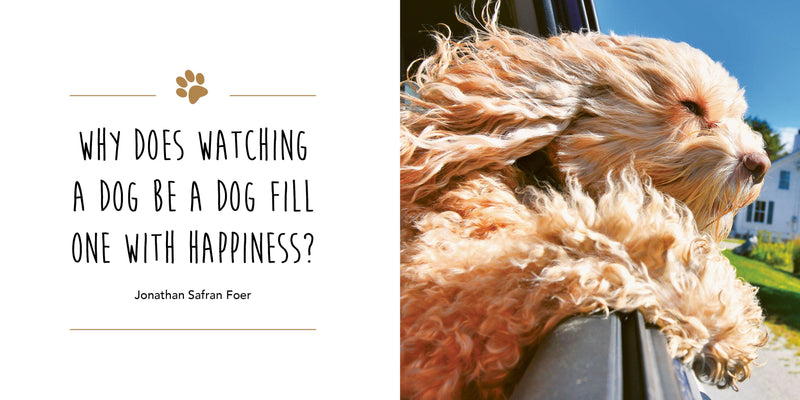 Love is a Cockapoo