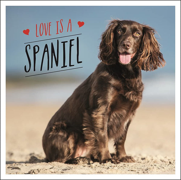 Love is a Spaniel